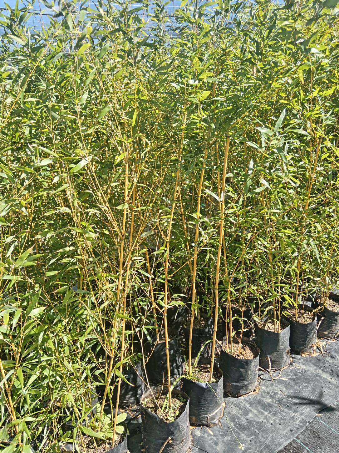 Bamboo Gallery - Exotic Bamboo