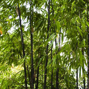 Phyllostachys nigra